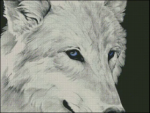 (image for) White Wolf - HS